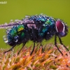 Greenbottle fly - Lucilia sp. | Fotografijos autorius : Lukas Jonaitis | © Macronature.eu | Macro photography web site