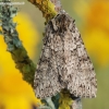 Grey Arches - Polia nebulosa | Fotografijos autorius : Arūnas Eismantas | © Macronature.eu | Macro photography web site