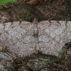 Grey Birch - Aethalura punctulata | Fotografijos autorius : Žilvinas Pūtys | © Macronature.eu | Macro photography web site