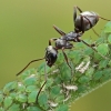 Grey Field Ant - Formica cinerea | Fotografijos autorius : Gintautas Steiblys | © Macronature.eu | Macro photography web site