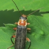 Grey Sailor Beetle - Cantharis nigricans | Fotografijos autorius : Gintautas Steiblys | © Macronature.eu | Macro photography web site