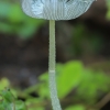 Grey inkcap - Coprinopsis cinerea | Fotografijos autorius : Gintautas Steiblys | © Macronature.eu | Macro photography web site