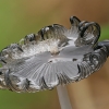 Grey inkcap - Coprinopsis cinerea | Fotografijos autorius : Gintautas Steiblys | © Macronature.eu | Macro photography web site