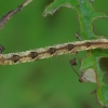 Grey pug - Eupithecia subfuscata, caterpillar | Fotografijos autorius : Romas Ferenca | © Macronature.eu | Macro photography web site