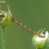 Lipikinis sprindytis - Eupithecia subfuscata, vikšras | Fotografijos autorius : Darius Baužys | © Macronature.eu | Macro photography web site