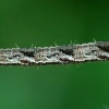 Grey pug - Eupithecia subfuscata, caterpillar | Fotografijos autorius : Gintautas Steiblys | © Macronature.eu | Macro photography web site