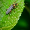 Grey sailor beetle | Cantharis nigricans | Fotografijos autorius : Darius Baužys | © Macronature.eu | Macro photography web site