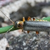 Grey sailor beetle - Cantharis nigricans | Fotografijos autorius : Vytautas Gluoksnis | © Macronature.eu | Macro photography web site