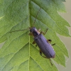 Grey sailor beetle - Cantharis nigricans | Fotografijos autorius : Giedrius Markevičius | © Macronature.eu | Macro photography web site