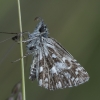 Mažoji hesperija - Pyrgus malvae | Fotografijos autorius : Žilvinas Pūtys | © Macronature.eu | Macro photography web site