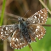 Grizzled Skipper - Pyrgus malvae | Fotografijos autorius : Nomeda Vėlavičienė | © Macronature.eu | Macro photography web site