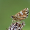 Mažoji hesperija - Pyrgus malvae | Fotografijos autorius : Eglė Vičiuvienė | © Macronature.eu | Macro photography web site