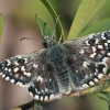 Grizzled Skipper - Pyrgus malvae | Fotografijos autorius : Gintautas Steiblys | © Macronature.eu | Macro photography web site