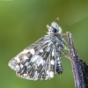 Mažoji hesperija - Pyrgus malvae | Fotografijos autorius : Kazimieras Martinaitis | © Macronature.eu | Macro photography web site