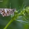 Mažoji hesperija - Pyrgus malvae | Fotografijos autorius : Žilvinas Pūtys | © Macronature.eu | Macro photography web site