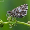 Mažoji hesperija - Pyrgus malvae | Fotografijos autorius : Žilvinas Pūtys | © Macronature.eu | Macro photography web site