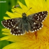 Grizzled Skipper - Pyrgus malvae | Fotografijos autorius : Romas Ferenca | © Macronature.eu | Macro photography web site