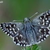 Mažoji hesperija - Pyrgus malvae | Fotografijos autorius : Gintautas Steiblys | © Macronature.eu | Macro photography web site