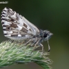 Grizzled Skipper - Pyrgus malvae | Fotografijos autorius : Darius Baužys | © Macronature.eu | Macro photography web site