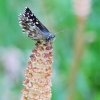 Grizzled Skipper - Pyrgus malvae | Fotografijos autorius : Gediminas Gražulevičius | © Macronature.eu | Macro photography web site