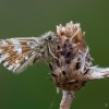 Mažoji hesperija - Pyrgus malvae | Fotografijos autorius : Eglė Vičiuvienė | © Macronature.eu | Macro photography web site