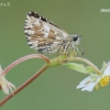 Grizzled Skipper - Pyrgus malvae | Fotografijos autorius : Arūnas Eismantas | © Macronature.eu | Macro photography web site