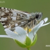 Grizzled Skipper - Pyrgus malvae | Fotografijos autorius : Arūnas Eismantas | © Macronature.eu | Macro photography web site