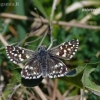 Grizzled Skipper - Pyrgus malvae | Fotografijos autorius : Darius Baužys | © Macronature.eu | Macro photography web site