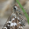 Grizzled Skipper - Pyrgus malvae | Fotografijos autorius : Gintautas Steiblys | © Macronature.eu | Macro photography web site