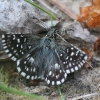 Grizzled Skipper - Pyrgus malvae | Fotografijos autorius : Vytautas Gluoksnis | © Macronature.eu | Macro photography web site