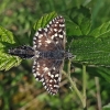 Grizzled Skipper - Pyrgus malvae | Fotografijos autorius : Gintautas Steiblys | © Macronature.eu | Macro photography web site