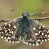 Mažoji hesperija - Pyrgus malvae | Fotografijos autorius : Gintautas Steiblys | © Macronature.eu | Macro photography web site