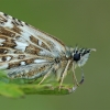 Mažoji hesperija - Pyrgus malvae | Fotografijos autorius : Gintautas Steiblys | © Macronature.eu | Macro photography web site