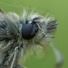 Mažoji hesperija - Pyrgus malvae | Fotografijos autorius : Žilvinas Pūtys | © Macronature.eu | Macro photography web site