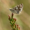 Grizzled Skipper - Pyrus malvae | Fotografijos autorius : Vidas Brazauskas | © Macronature.eu | Macro photography web site