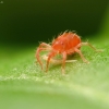 Grobuoniškoji erkė - Phytoseiidae | Fotografijos autorius : Vidas Brazauskas | © Macrogamta.lt | Šis tinklapis priklauso bendruomenei kuri domisi makro fotografija ir fotografuoja gyvąjį makro pasaulį.