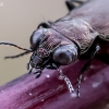 Ground Beetle - Notiophilus aquaticus | Fotografijos autorius : Oskaras Venckus | © Macrogamta.lt | Šis tinklapis priklauso bendruomenei kuri domisi makro fotografija ir fotografuoja gyvąjį makro pasaulį.