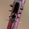 Ground Beetle - Notiophilus aquaticus | Fotografijos autorius : Oskaras Venckus | © Macronature.eu | Macro photography web site