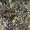 Ground Beetle - Odontium litorale | Fotografijos autorius : Kazimieras Martinaitis | © Macronature.eu | Macro photography web site