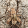 Ground Cricket - Nemobiinae | Fotografijos autorius : Gintautas Steiblys | © Macronature.eu | Macro photography web site