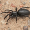 Ground Spider - Zelotes sp., subadult | Fotografijos autorius : Gintautas Steiblys | © Macronature.eu | Macro photography web site