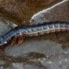 Ground beetle - Carabidae, larva | Fotografijos autorius : Žilvinas Pūtys | © Macronature.eu | Macro photography web site