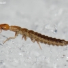 Ground beetle - Carabidae, larva | Fotografijos autorius : Arūnas Eismantas | © Macronature.eu | Macro photography web site