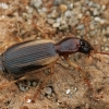 Ground beetle - Cymindis lineata | Fotografijos autorius : Gintautas Steiblys | © Macronature.eu | Macro photography web site