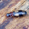 Ground beetle - Dromius quadrimaculatus | Fotografijos autorius : Romas Ferenca | © Macronature.eu | Macro photography web site