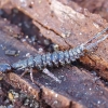 Ground beetle - Leistus rufomarginatus (larva) | Fotografijos autorius : Romas Ferenca | © Macronature.eu | Macro photography web site