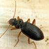 Ground beetle - Leistus rufomarginatus | Fotografijos autorius : Vidas Brazauskas | © Macronature.eu | Macro photography web site
