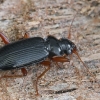 Ground beetle - Leistus rufomarginatus | Fotografijos autorius : Gintautas Steiblys | © Macronature.eu | Macro photography web site