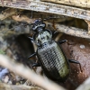 Ground beetle - Loricera pilicornis | Fotografijos autorius : Kazimieras Martinaitis | © Macronature.eu | Macro photography web site