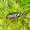 Ground beetle - Loricera pilicornis | Fotografijos autorius : Romas Ferenca | © Macronature.eu | Macro photography web site